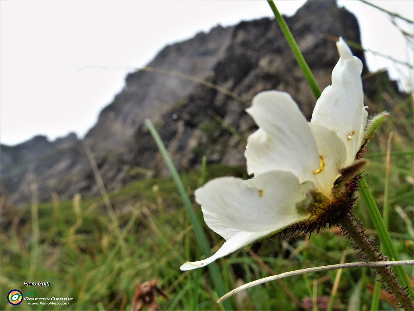 05 Fiori a colorare i grigi contrafforti rocciosi della Val Gerona- Dryas ocotopetala (Camedrio alpino) .JPG